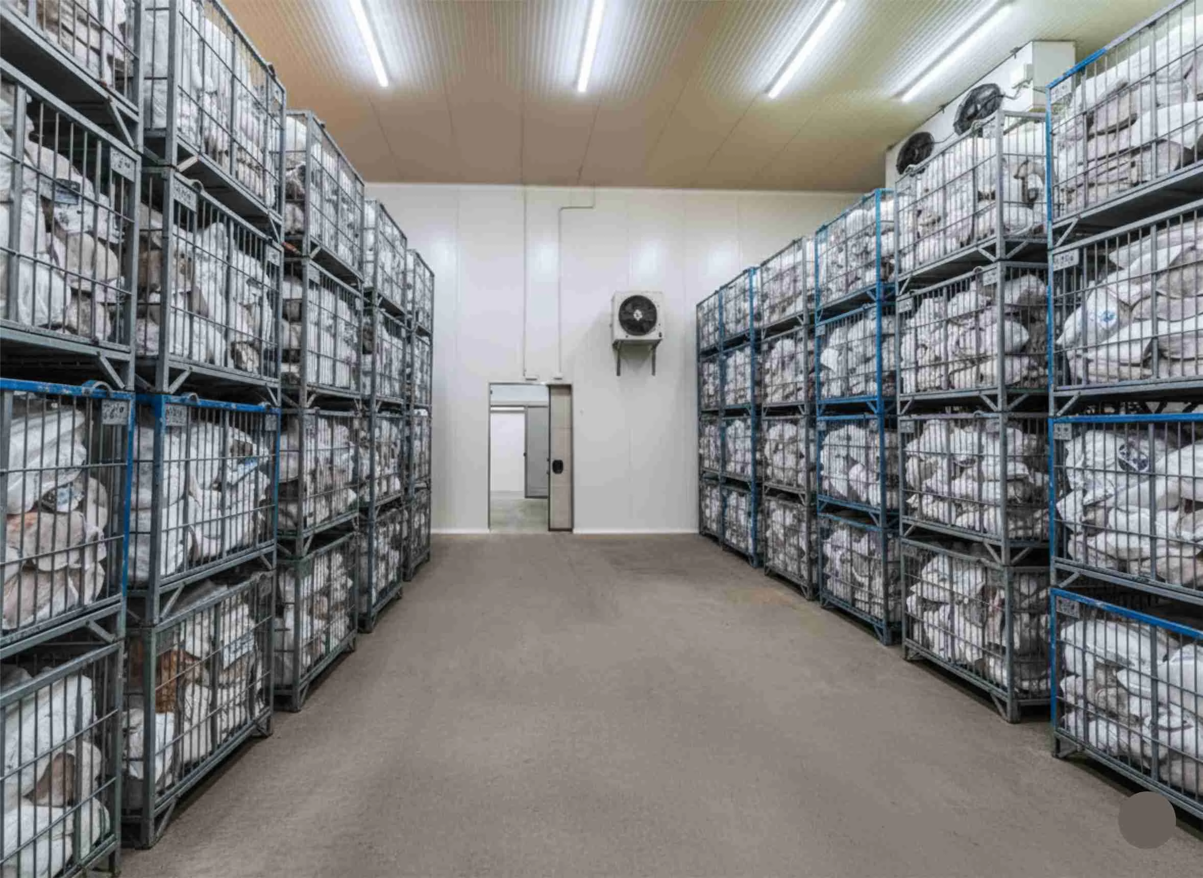 Cold Storage room untuk Menyimpan Ikan Laut Kapasitas 500 Ton